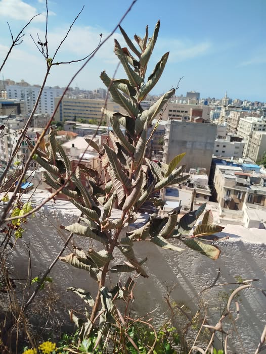 هل كده ماتت.. جوافة